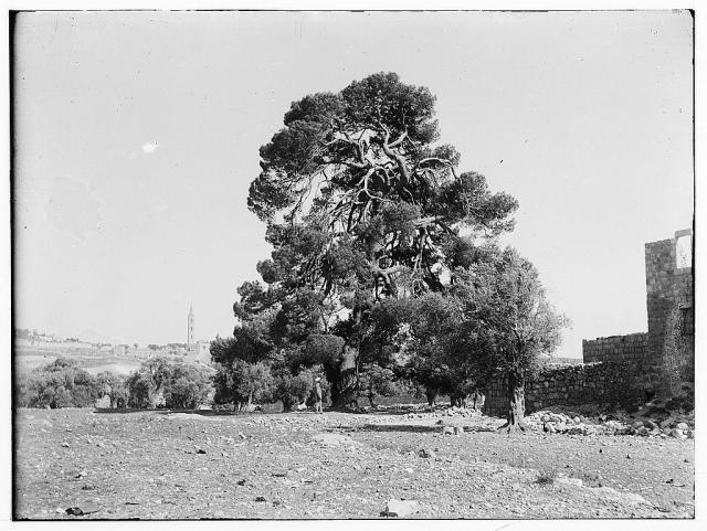 The “Prince of Wales Tree” (LOC/Matson image #00776)